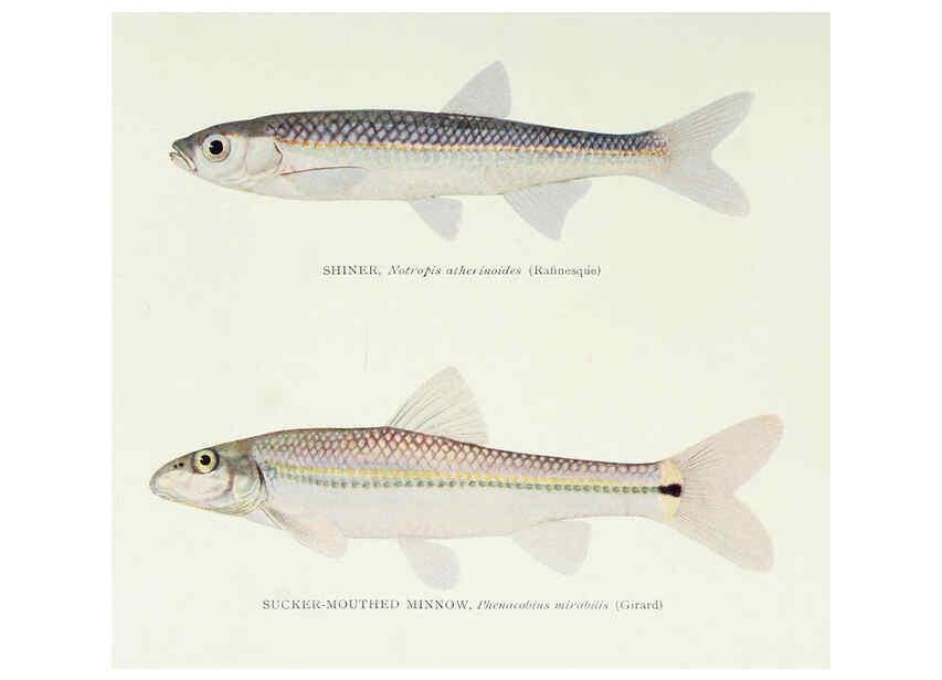 Reproducción/Reproduction 46910301651: The fishes of Illinois,. [Danville, Ill.] :Pub. by authority of the state Legislature,[1908]. 