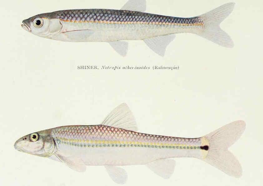 Reproducción/Reproduction 46910301651: The fishes of Illinois,. [Danville, Ill.] :Pub. by authority of the state Legislature,[1908]. 