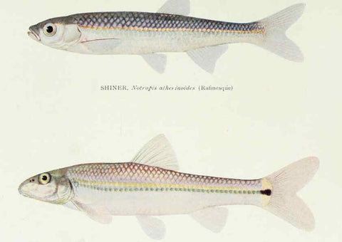 Reproducción/Reproduction 46910301651: The fishes of Illinois,. [Danville, Ill.] :Pub. by authority of the state Legislature,[1908]. 
