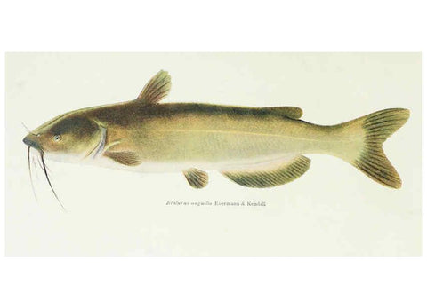 Reproducción/Reproduction 46858193892: The fishes of Illinois,. [Danville, Ill.] :Pub. by authority of the state Legislature,[1908]. 