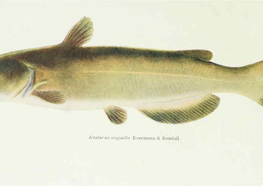 Reproducción/Reproduction 46858193892: The fishes of Illinois,. [Danville, Ill.] :Pub. by authority of the state Legislature,[1908]. 