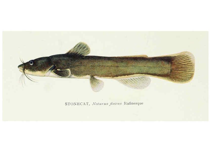 Reproducción/Reproduction 31969317107: The fishes of Illinois,. [Danville, Ill.] :Pub. by authority of the state Legislature,[1908]. 
