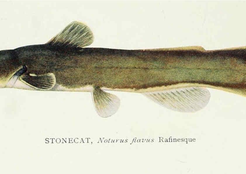 Reproducción/Reproduction 31969317107: The fishes of Illinois,. [Danville, Ill.] :Pub. by authority of the state Legislature,[1908]. 