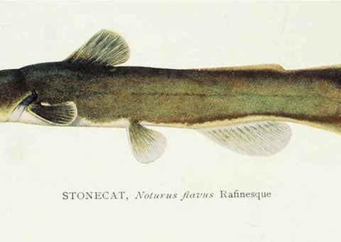 Reproducción/Reproduction 31969317107: The fishes of Illinois,. [Danville, Ill.] :Pub. by authority of the state Legislature,[1908]. 