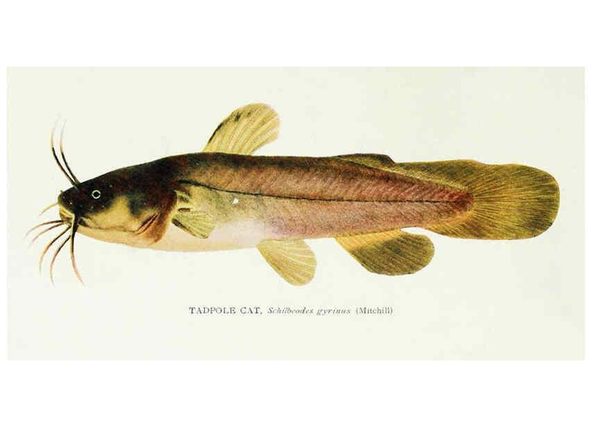 Reproducción/Reproduction 45995837835: The fishes of Illinois,. [Danville, Ill.] :Pub. by authority of the state Legislature,[1908]. 
