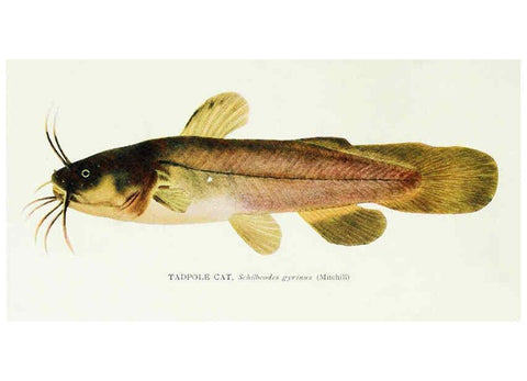 Reproducción/Reproduction 45995837835: The fishes of Illinois,. [Danville, Ill.] :Pub. by authority of the state Legislature,[1908]. 