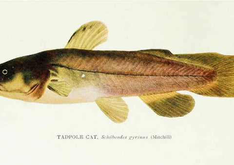 Reproducción/Reproduction 45995837835: The fishes of Illinois,. [Danville, Ill.] :Pub. by authority of the state Legislature,[1908]. 