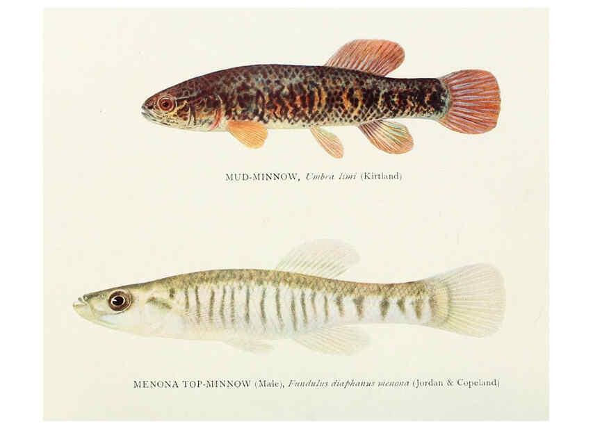 Reproducción/Reproduction 45995838915: The fishes of Illinois,. [Danville, Ill.] :Pub. by authority of the state Legislature,[1908]. 