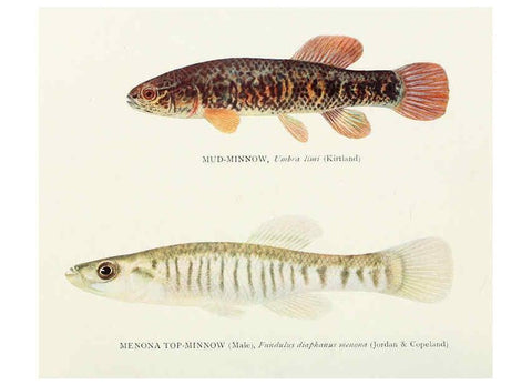 Reproducción/Reproduction 45995838915: The fishes of Illinois,. [Danville, Ill.] :Pub. by authority of the state Legislature,[1908]. 