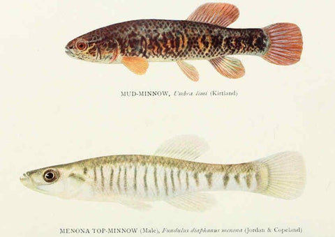 Reproducción/Reproduction 45995838915: The fishes of Illinois,. [Danville, Ill.] :Pub. by authority of the state Legislature,[1908]. 