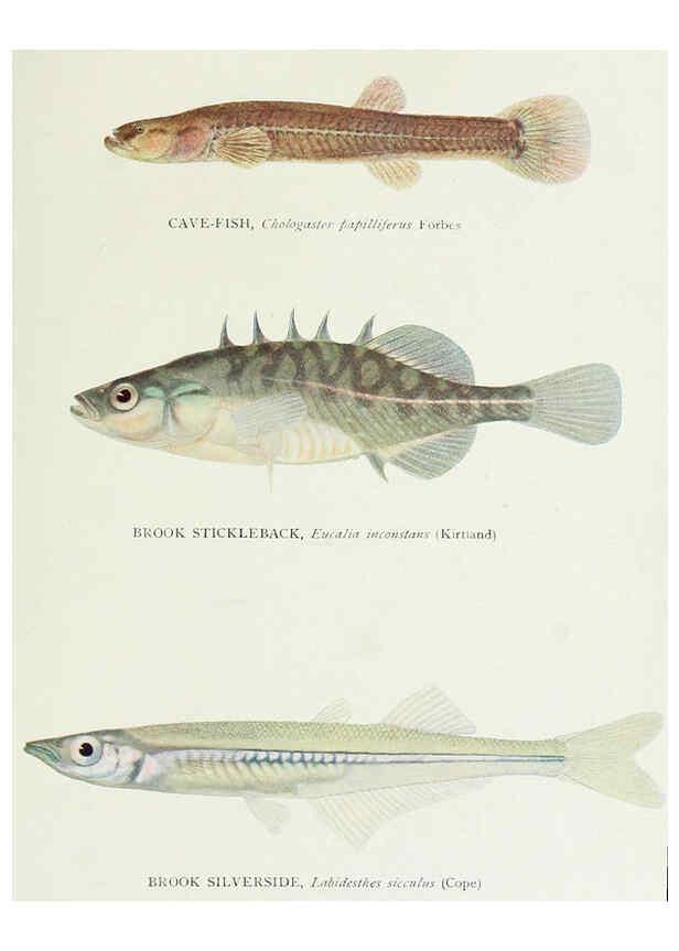 Reproducción/Reproduction 46858199112: The fishes of Illinois,. [Danville, Ill.] :Pub. by authority of the state Legislature,[1908]. 