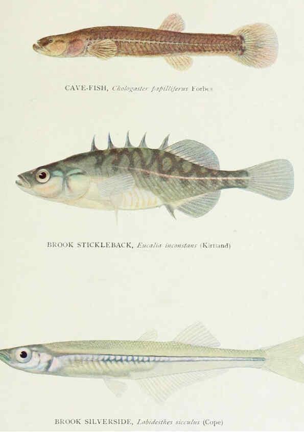 Reproducción/Reproduction 46858199112: The fishes of Illinois,. [Danville, Ill.] :Pub. by authority of the state Legislature,[1908]. 