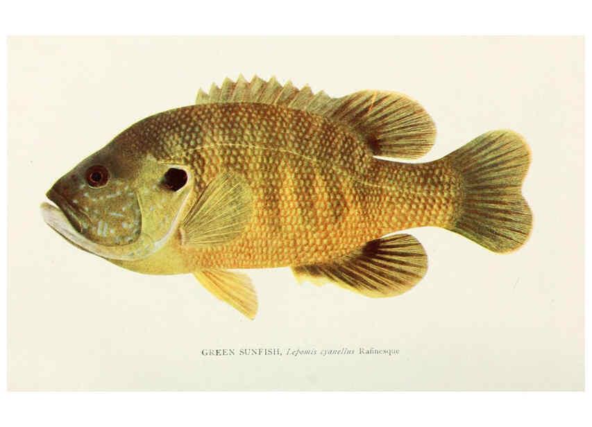 Reproducción/Reproduction 33035080228: The fishes of Illinois,. [Danville, Ill.] :Pub. by authority of the state Legislature,[1908]. 