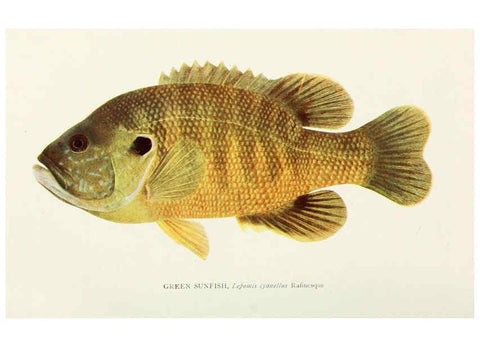 Reproducción/Reproduction 33035080228: The fishes of Illinois,. [Danville, Ill.] :Pub. by authority of the state Legislature,[1908]. 