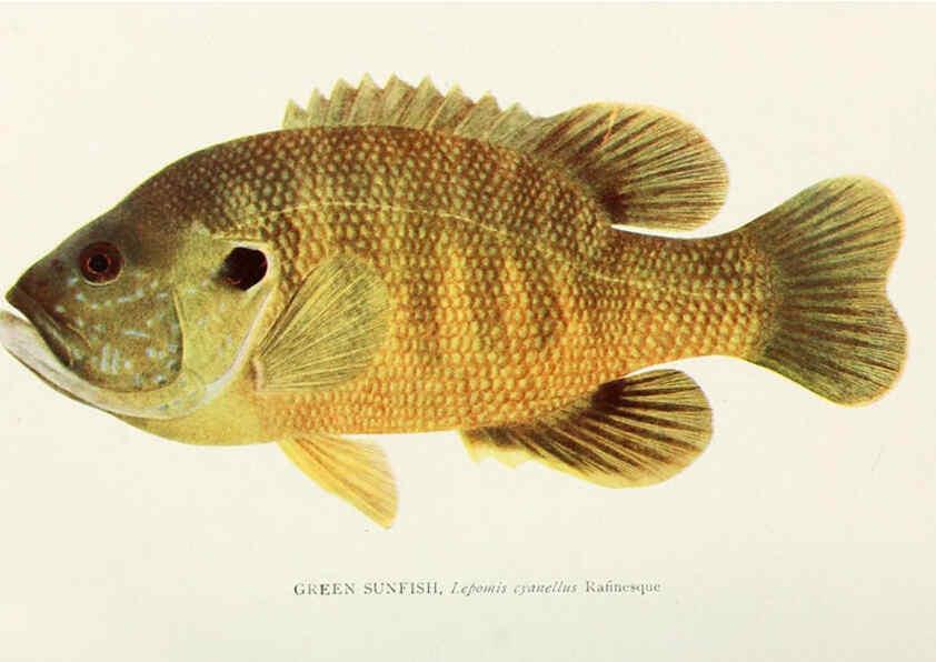 Reproducción/Reproduction 33035080228: The fishes of Illinois,. [Danville, Ill.] :Pub. by authority of the state Legislature,[1908]. 