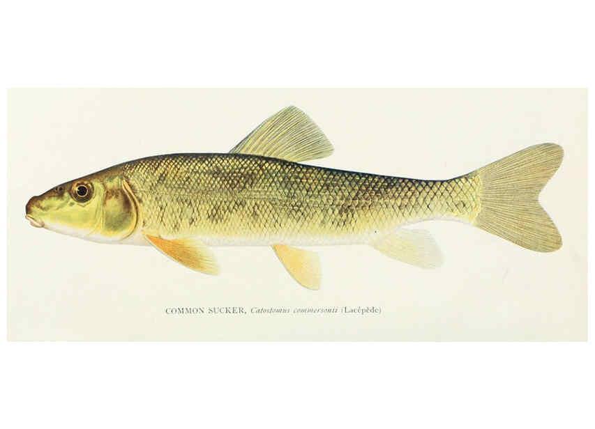 Reproducción/Reproduction 31969301157: The fishes of Illinois,. [Danville, Ill.] :Pub. by authority of the state Legislature,[1908]. 