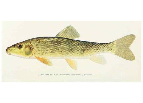 Reproducción/Reproduction 31969301157: The fishes of Illinois,. [Danville, Ill.] :Pub. by authority of the state Legislature,[1908]. 