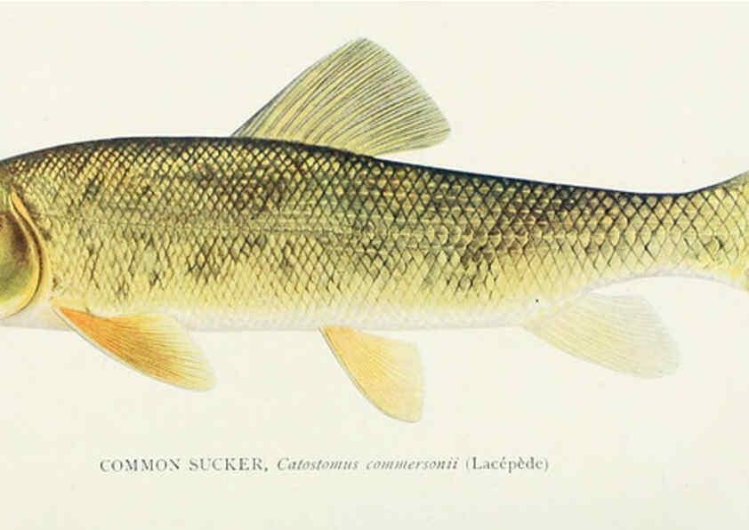 Reproducción/Reproduction 31969301157: The fishes of Illinois,. [Danville, Ill.] :Pub. by authority of the state Legislature,[1908]. 