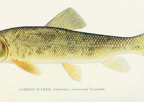 Reproducción/Reproduction 31969301157: The fishes of Illinois,. [Danville, Ill.] :Pub. by authority of the state Legislature,[1908]. 