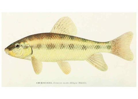 Reproducción/Reproduction 31969299157: The fishes of Illinois,. [Danville, Ill.] :Pub. by authority of the state Legislature,[1908]. 