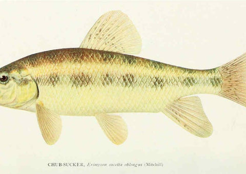 Reproducción/Reproduction 31969299157: The fishes of Illinois,. [Danville, Ill.] :Pub. by authority of the state Legislature,[1908]. 