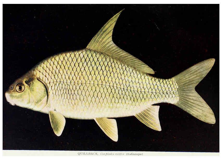 Reproducción/Reproduction 46858181242: The fishes of Illinois,. [Danville, Ill.] :Pub. by authority of the state Legislature,[1908]. 