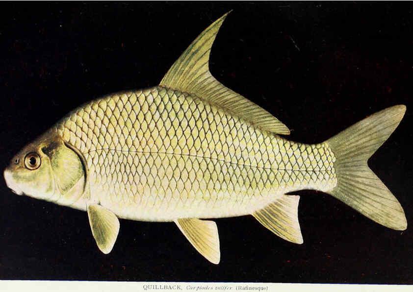 Reproducción/Reproduction 46858181242: The fishes of Illinois,. [Danville, Ill.] :Pub. by authority of the state Legislature,[1908]. 