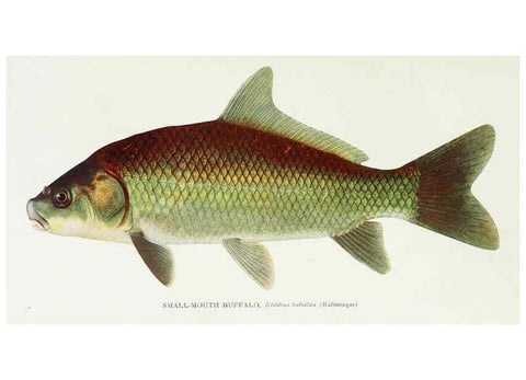 Reproducción/Reproduction 46910288141: The fishes of Illinois,. [Danville, Ill.] :Pub. by authority of the state Legislature,[1908]. 