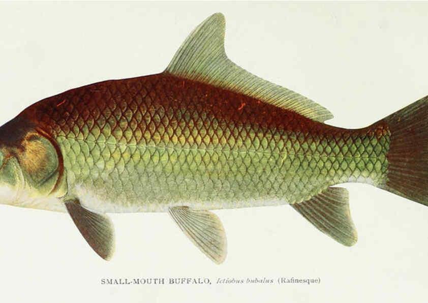 Reproducción/Reproduction 46910288141: The fishes of Illinois,. [Danville, Ill.] :Pub. by authority of the state Legislature,[1908]. 