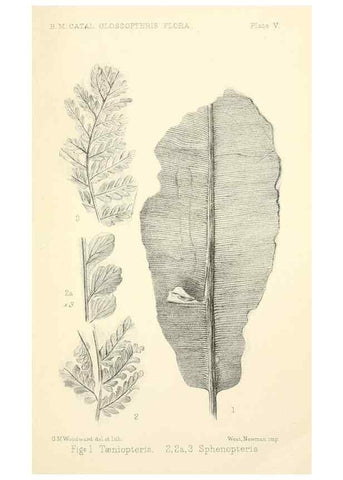 Reproducción/Reproduction 46856062552: Catalogue of the fossil plants of the Glossopteris flora in the Department of geology.. London,Printed by order of the Trustees,1905.. 
