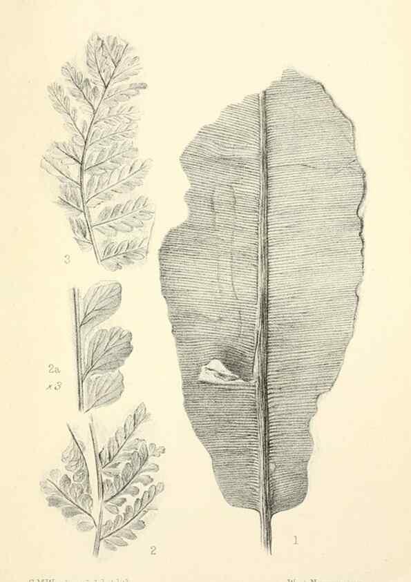 Reproducción/Reproduction 46856062552: Catalogue of the fossil plants of the Glossopteris flora in the Department of geology.. London,Printed by order of the Trustees,1905.. 