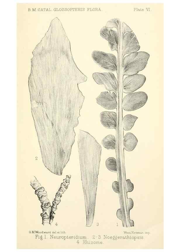 Reproducción/Reproduction 33032887448: Catalogue of the fossil plants of the Glossopteris flora in the Department of geology.. London,Printed by order of the Trustees,1905.. 