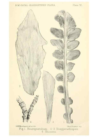 Reproducción/Reproduction 33032887448: Catalogue of the fossil plants of the Glossopteris flora in the Department of geology.. London,Printed by order of the Trustees,1905.. 