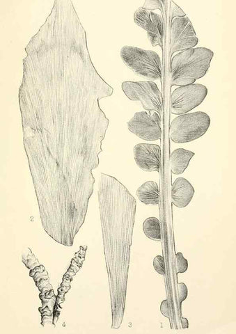 Reproducción/Reproduction 33032887448: Catalogue of the fossil plants of the Glossopteris flora in the Department of geology.. London,Printed by order of the Trustees,1905.. 
