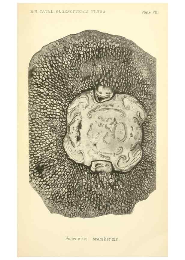 Reproducción/Reproduction 39943385863: Catalogue of the fossil plants of the Glossopteris flora in the Department of geology.. London,Printed by order of the Trustees,1905.. 