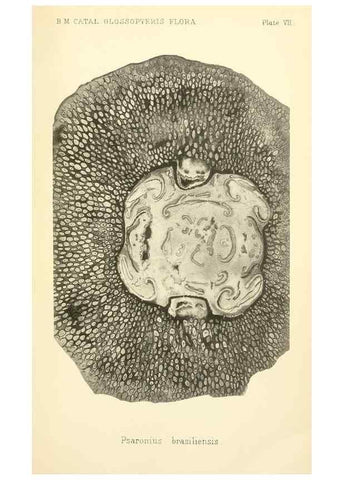 Reproducción/Reproduction 39943385863: Catalogue of the fossil plants of the Glossopteris flora in the Department of geology.. London,Printed by order of the Trustees,1905.. 