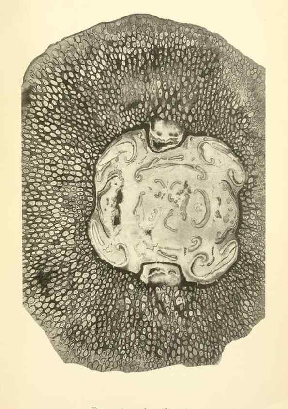 Reproducción/Reproduction 39943385863: Catalogue of the fossil plants of the Glossopteris flora in the Department of geology.. London,Printed by order of the Trustees,1905.. 