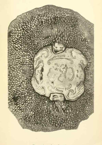 Reproducción/Reproduction 39943385863: Catalogue of the fossil plants of the Glossopteris flora in the Department of geology.. London,Printed by order of the Trustees,1905.. 