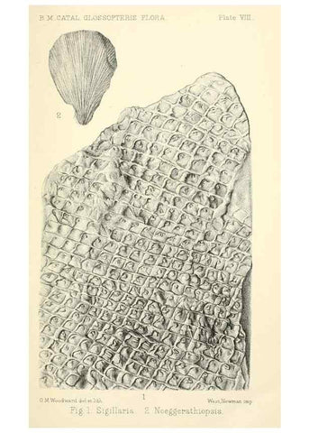Reproducción/Reproduction 31967048897: Catalogue of the fossil plants of the Glossopteris flora in the Department of geology.. London,Printed by order of the Trustees,1905.. 