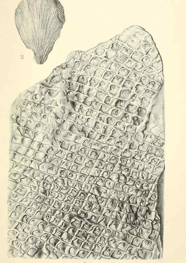 Reproducción/Reproduction 31967048897: Catalogue of the fossil plants of the Glossopteris flora in the Department of geology.. London,Printed by order of the Trustees,1905.. 