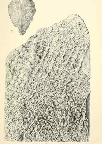 Reproducción/Reproduction 31967048897: Catalogue of the fossil plants of the Glossopteris flora in the Department of geology.. London,Printed by order of the Trustees,1905.. 