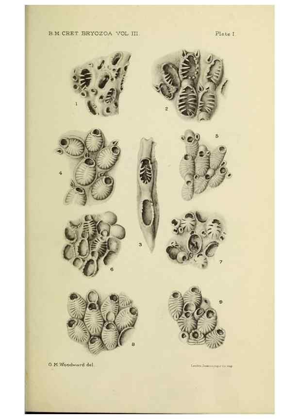 Reproducción/Reproduction 45994039645: Catalogue of the Fossil Bryozoa in the Department of Geology, British Museum (Natural History). . London,1896-1922.. 