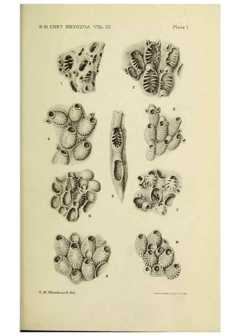 Reproducción/Reproduction 45994039645: Catalogue of the Fossil Bryozoa in the Department of Geology, British Museum (Natural History). . London,1896-1922.. 