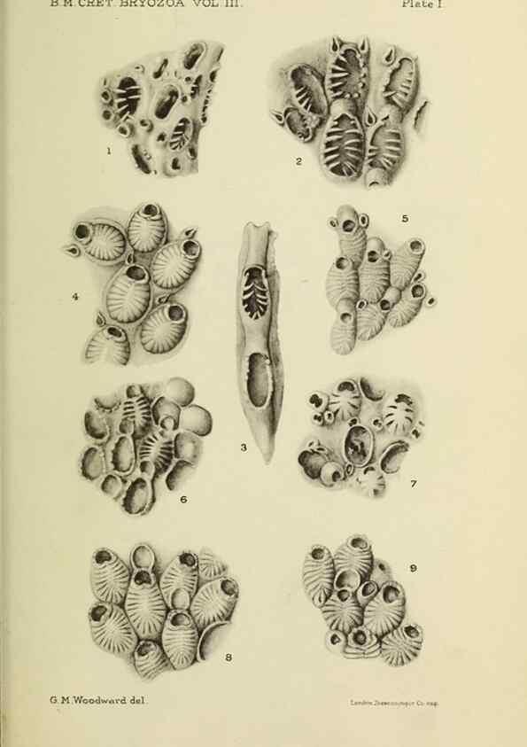 Reproducción/Reproduction 45994039645: Catalogue of the Fossil Bryozoa in the Department of Geology, British Museum (Natural History). . London,1896-1922.. 