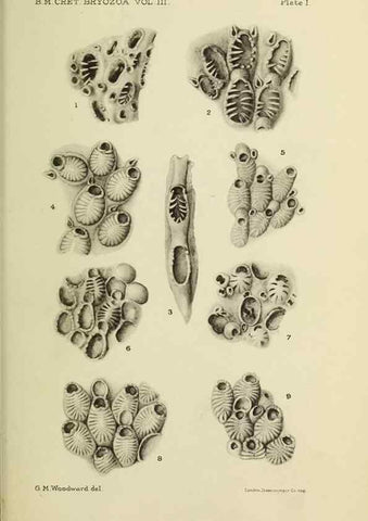 Reproducción/Reproduction 45994039645: Catalogue of the Fossil Bryozoa in the Department of Geology, British Museum (Natural History). . London,1896-1922.. 