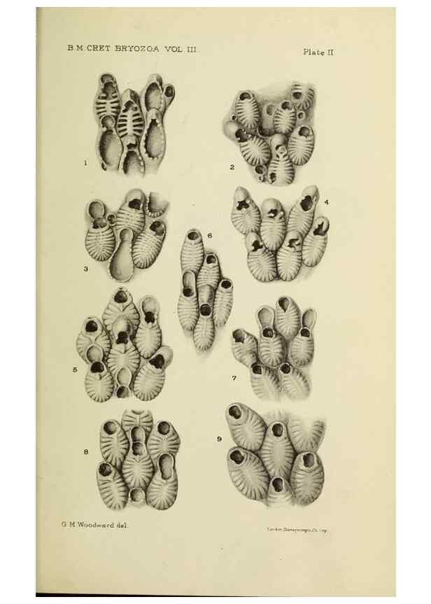Reproducción/Reproduction 39943780433: Catalogue of the Fossil Bryozoa in the Department of Geology, British Museum (Natural History). . London,1896-1922.. 