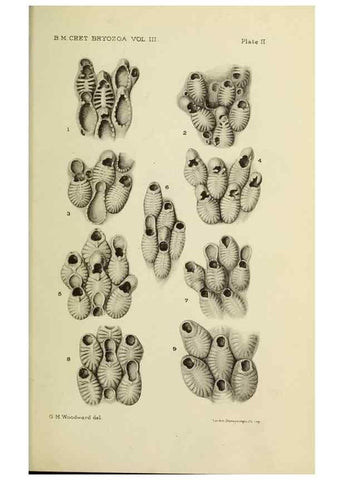 Reproducción/Reproduction 39943780433: Catalogue of the Fossil Bryozoa in the Department of Geology, British Museum (Natural History). . London,1896-1922.. 