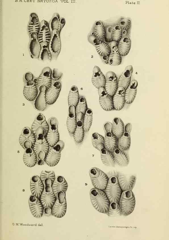 Reproducción/Reproduction 39943780433: Catalogue of the Fossil Bryozoa in the Department of Geology, British Museum (Natural History). . London,1896-1922.. 
