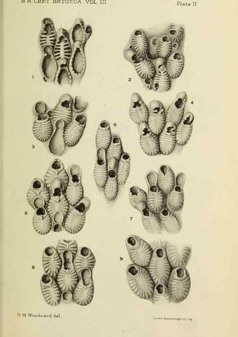 Reproducción/Reproduction 39943780433: Catalogue of the Fossil Bryozoa in the Department of Geology, British Museum (Natural History). . London,1896-1922.. 