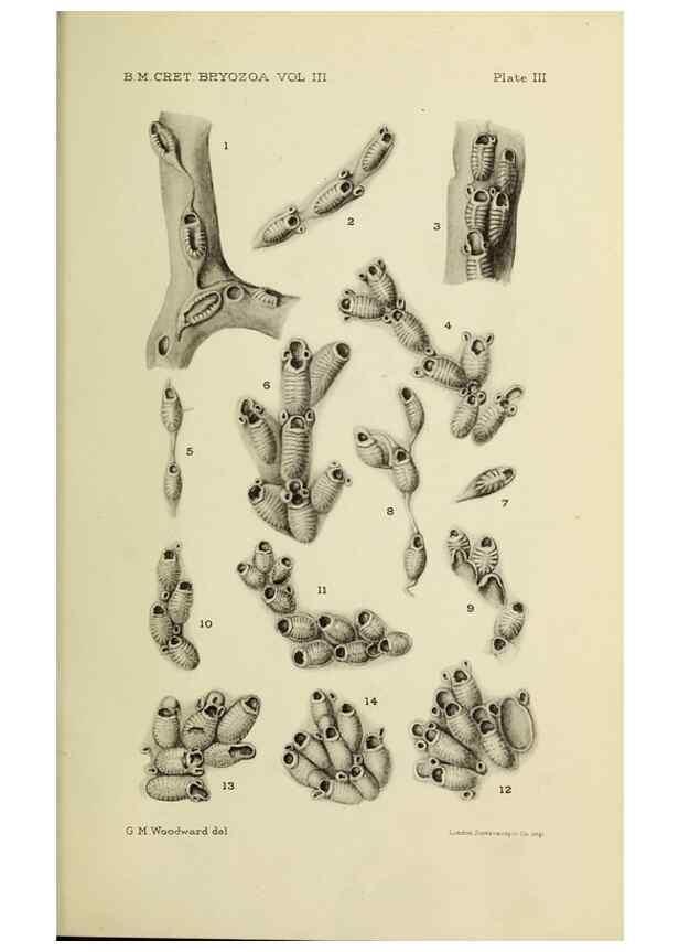 Reproducción/Reproduction 45994040925: Catalogue of the Fossil Bryozoa in the Department of Geology, British Museum (Natural History). . London,1896-1922.. 